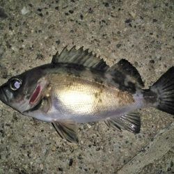 潮止まりのタイミングで連発