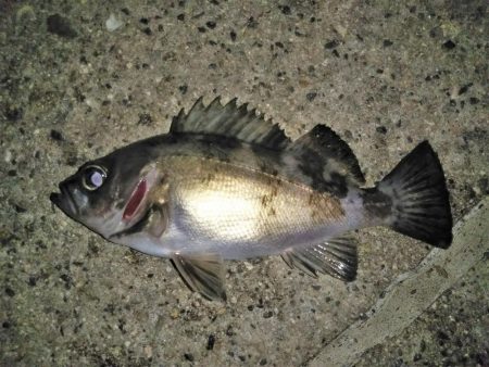 潮止まりのタイミングで連発