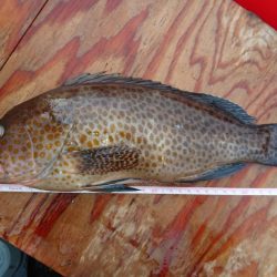 GWのマダイ釣り