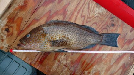 GWのマダイ釣り