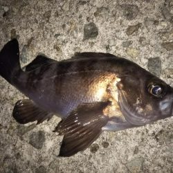 朝マズメ短時間釣行