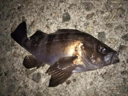 朝マズメ短時間釣行