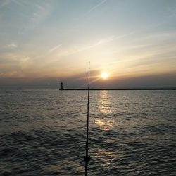 播磨新島のキス釣査