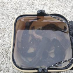 メバル&コウイカ