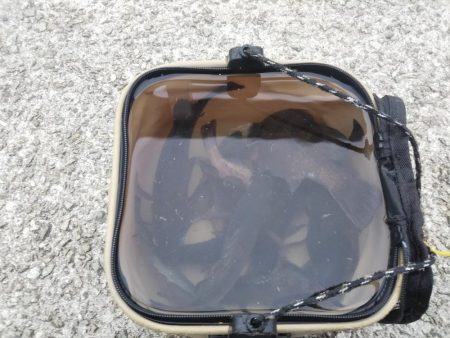 メバル&コウイカ