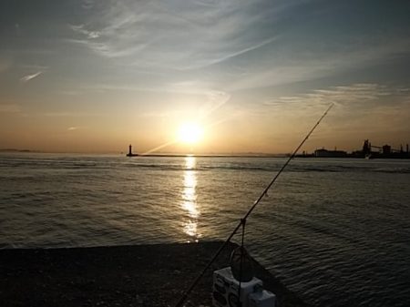 播磨新島のキス釣査