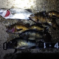 連夜のメバリングで尺メバル