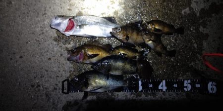 連夜のメバリングで尺メバル