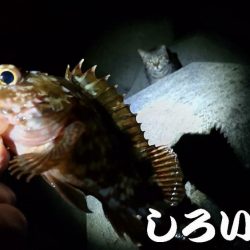 広く探ってきました。