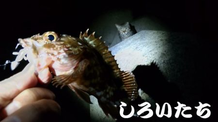 広く探ってきました。