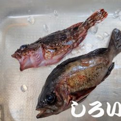 狙いのチヌは不発。