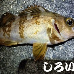 やはり、場所によって釣り方がある。