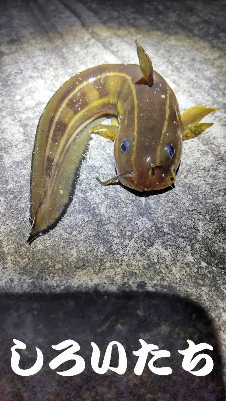 アジはいなかったのでガシラ狙い。