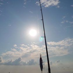 イワシ大量発生