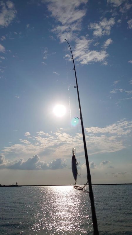 イワシ大量発生