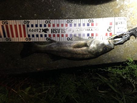 4回通って釣れました！