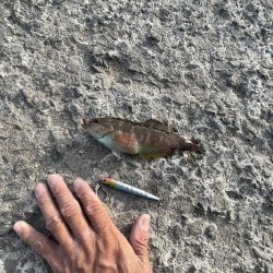 豆アジチョロチョロ