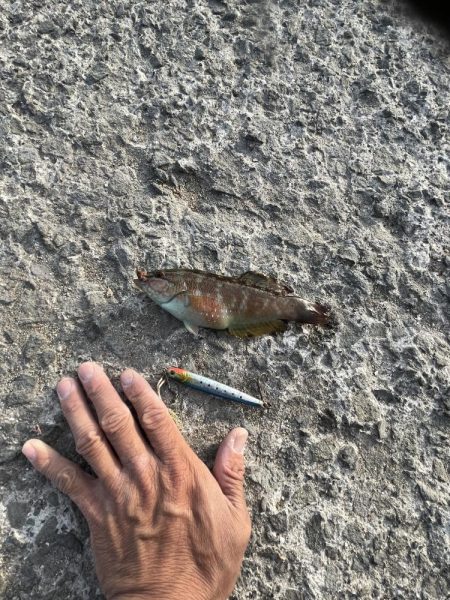 豆アジチョロチョロ