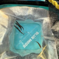 久しぶりのイワシっこ