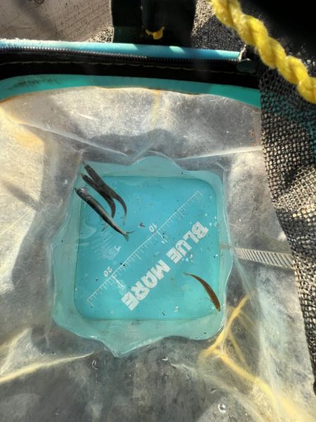 久しぶりのイワシっこ