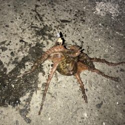 ジグタンエサ釣り