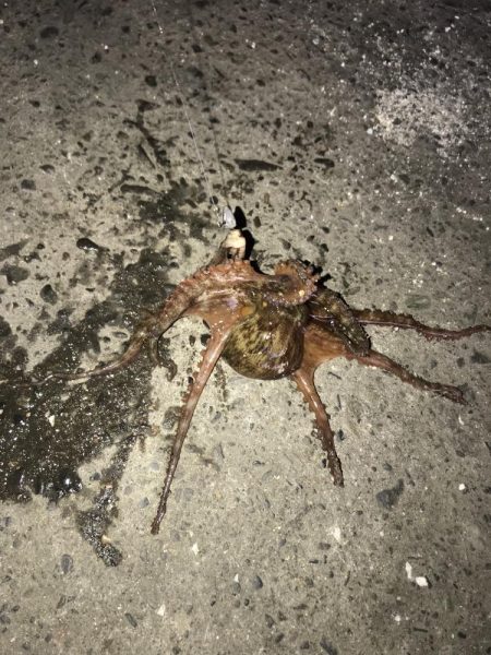 ジグタンエサ釣り