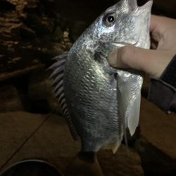 和歌山のチニング