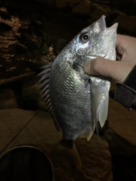 和歌山のチニング