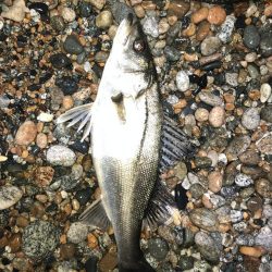 ホタルイカパターン第3弾