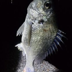 ガシリングのキビレ