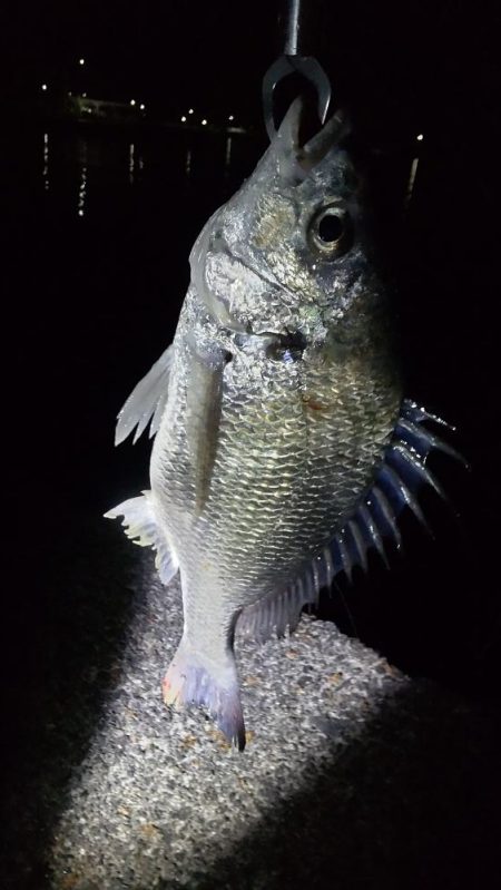 ガシリングのキビレ