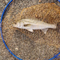 シーバス40cm シーズン前の一匹