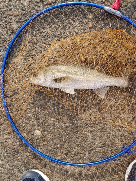 シーバス40cm シーズン前の一匹