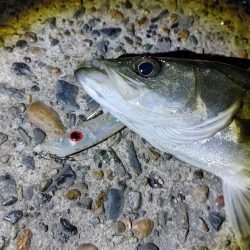 8か月ぶりのシーバスは爆釣でした