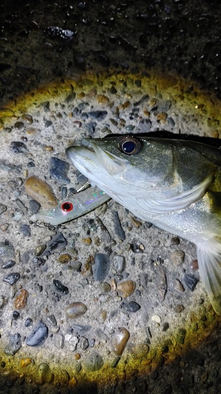 8か月ぶりのシーバスは爆釣でした
