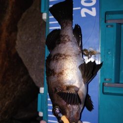 ストップアンドゴーでガシラ、メバル