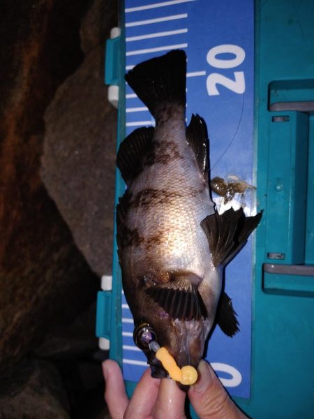 ストップアンドゴーでガシラ、メバル