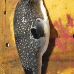 巻き巻きネギング