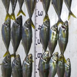 余裕の尺オーバー