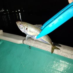 ３度目のボートメバルも爆釣！