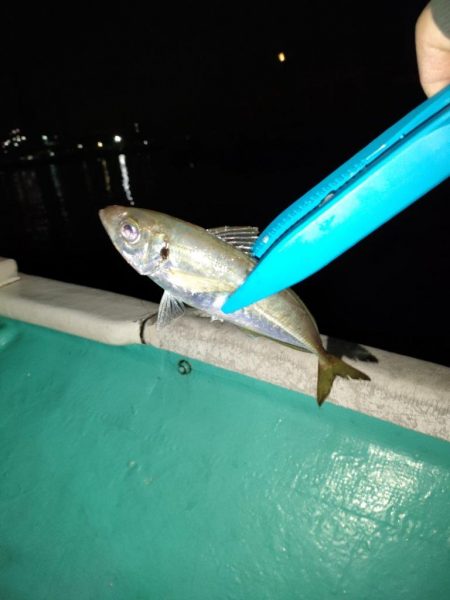 ３度目のボートメバルも爆釣！