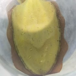 シロイカ調査 大剣ゲット