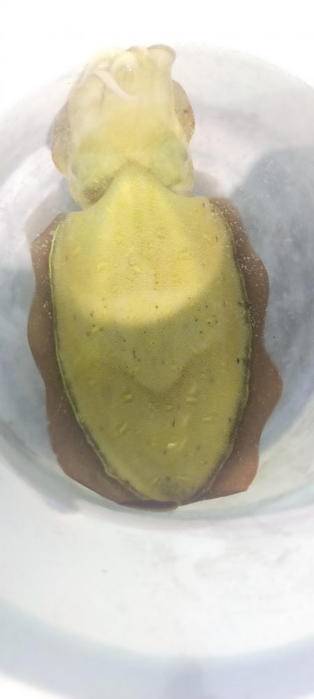 シロイカ調査 大剣ゲット