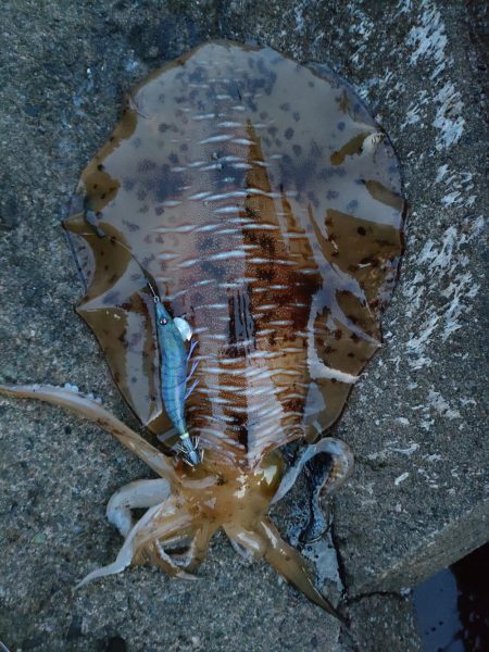 #アオリイカ2Kgアップ