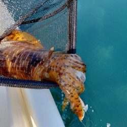 今期初ボートエギング