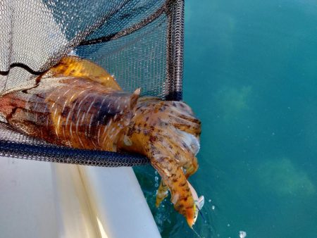 今期初ボートエギング