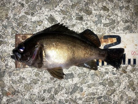 グレ＆メバル！