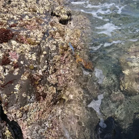 (対馬)墨族釣果投稿③