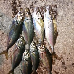 サイズはさておき嬉しいアジ