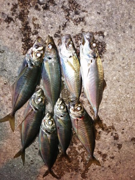 サイズはさておき嬉しいアジ